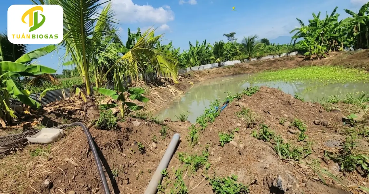 Ao sinh học hồ điều hòa tiếp nhận nước thải trong sạch sau túi biogas tròn