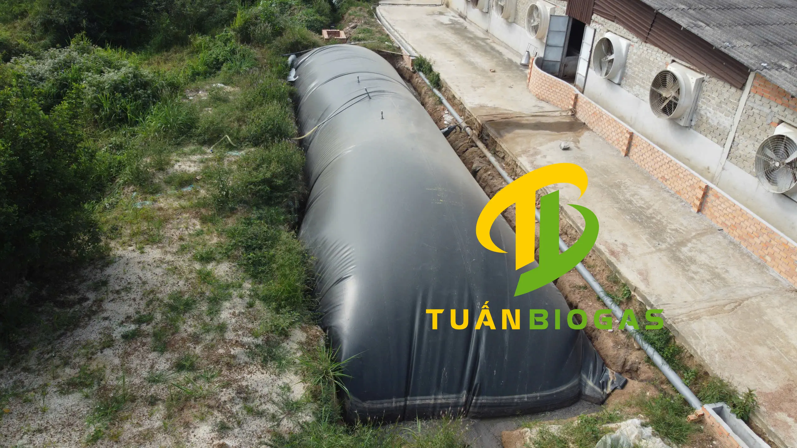 Trang trại có mặt bằng hạn hẹp gom trực tiếp các đầu ống vào túi biogas không cần hố lắng
