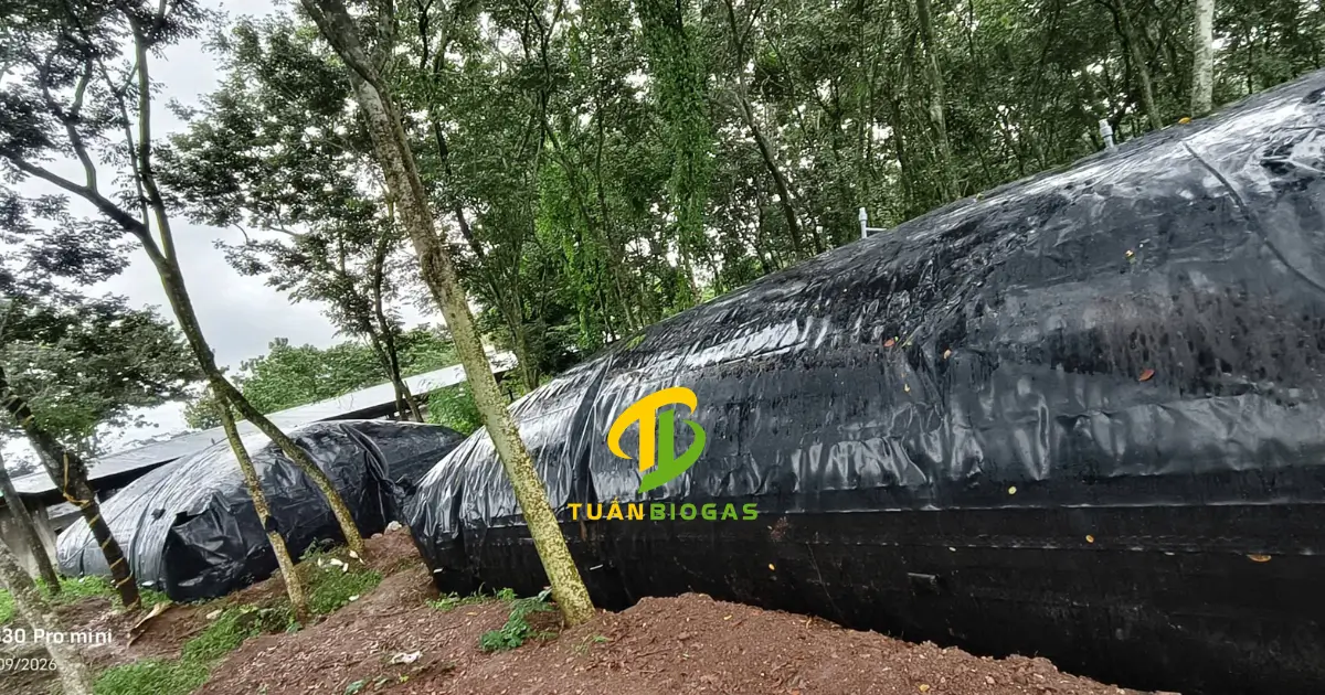 Túi biogas vuông khổ rộng lắp trong hố sâu tại trang trại